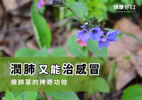 療肺草禁忌|潤肺、止咳、治感冒，揭開「療肺草」的 5 大神奇功。